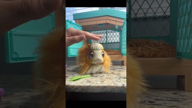 Hot toy alert! Little Live Pets Mama Surprisr Guinea Pig! Such a fun toy!