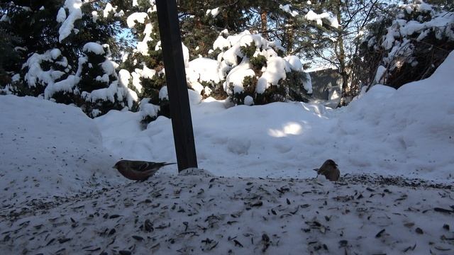 Кормушка для птиц зима 3 смотреть онлайн