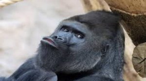 Эволюция в обратную сторону | Gorilla tag VR