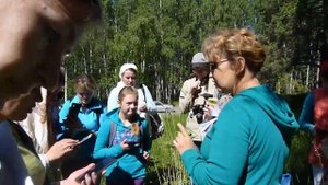 В лес с травницей. Лечение печени, сок лопуха, манжетка, лапчатка прямая.