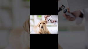 Полный гид по уходу за Лабрадором.Советы и рекомендации