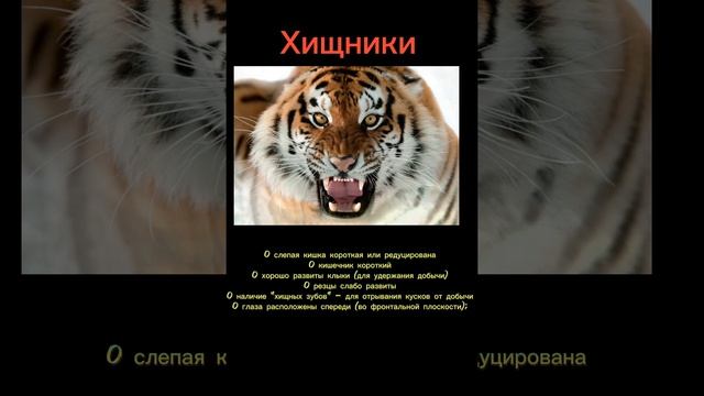 Растительноядные и хищники #биоегэ #биология_с_рязановой #биологияегэ