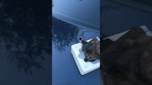 Замена насоса Гур на Фольксваген аналогичным от Ваз.