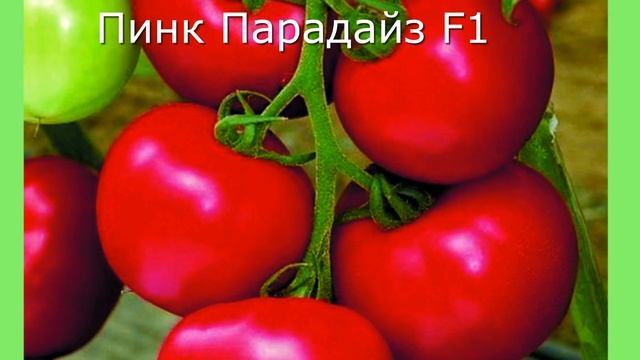 Каталог семян гибридов томатов и овощных культур от Липатова.