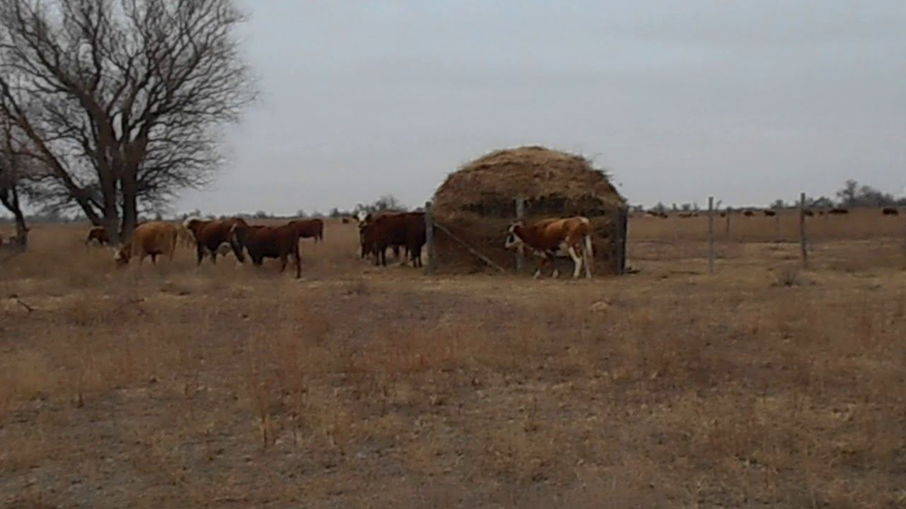 02.01.2021 ЧТО ДЕЛАТЬ? : ЛПХ В ОПАСНОСТИ смотреть онлайн