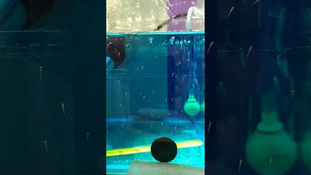 Нерест Данио смотреть онлайн