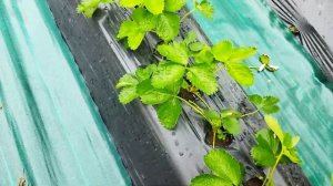 маточник клубники, аполло, вертимек, мегафон, привекур Энерджи, кальценит