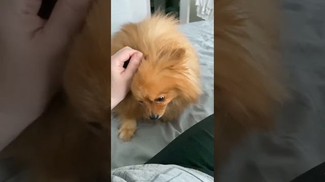 Померанский шпиц. Маленькое, ласковое существо смотреть онлайн