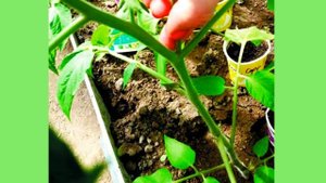 Как рассчитать.Сколько рассады надо для теплицы