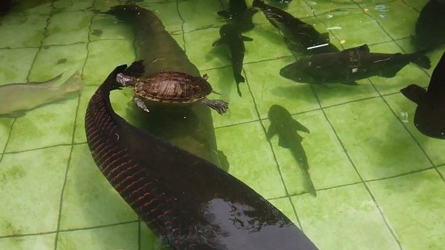 Arapaima Gigas In My Fish Pond