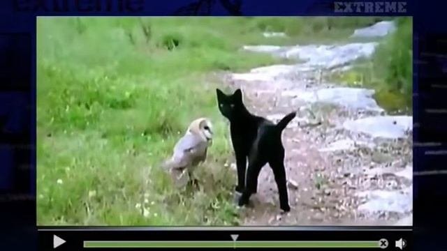 Русский Экстрим Смешно! Экстремальные ситуации 16+ 20130404 154619 #1