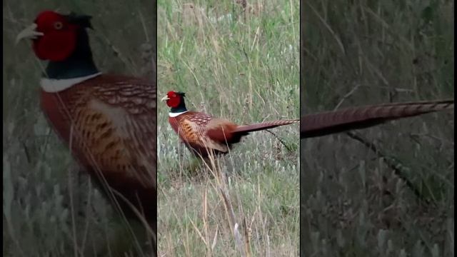 Хоть и не павлин, а красив! Фазан.