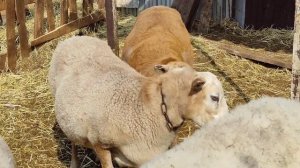 Катумские овцы в долгожданной охоте. Баран работает)