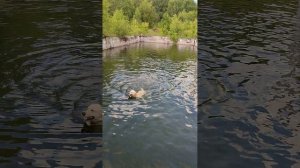 Сколько времени лабрадор плавает без перерыва. Эксперимент.