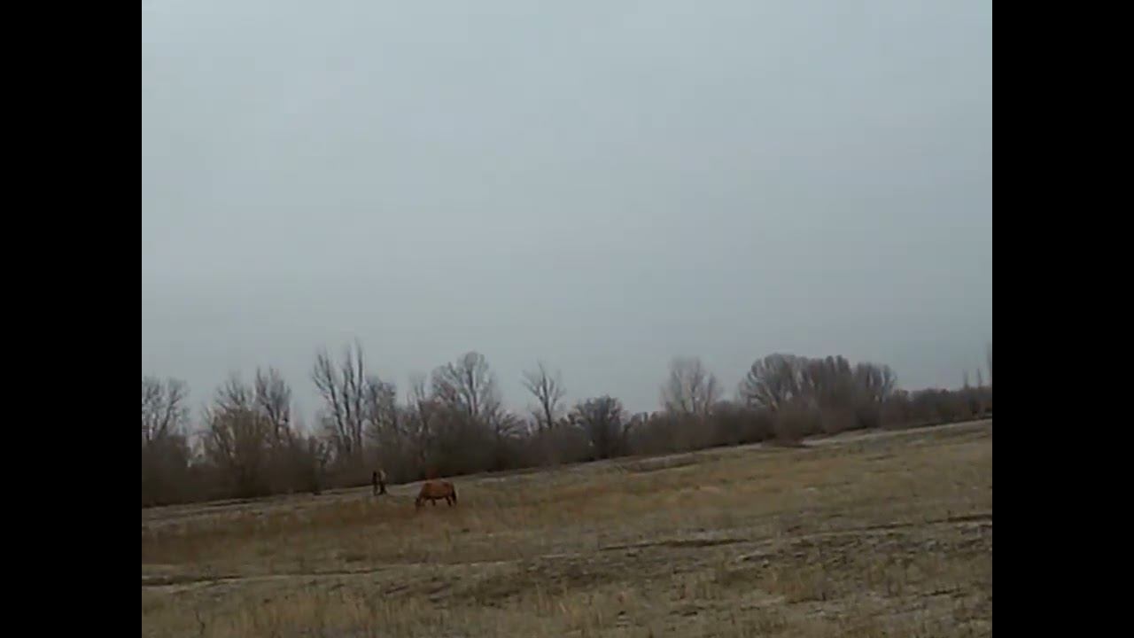 27.12.2024 ЧТО ДЕЛАТЬ? : ЛПХ В ОПАСНОСТИ смотреть онлайн