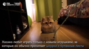 Любимец подписчиков в Instagram кот Хосико