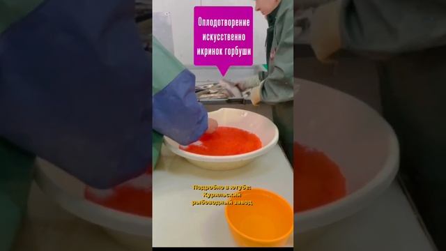 Курилы Оплодотворение икры горбуши.