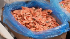 ОБЗОР и Сравнение северных креветок и гренландских креветок