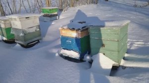 24.01.2024. Обзор зимовки пчел.