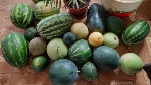 Часть 4. Выращивание арбузов в средней полосе. Владимирская область. Собираем урожай, пробуем сорта.