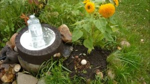 ВЫРАЩИВАНИЕ ГРИБА ВЕСЁЛКА