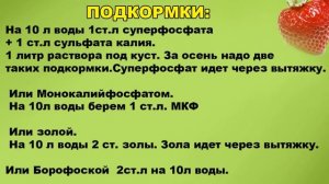 ЧЕМ ПОДКОРМИТЬ И ОБРАБОТАТЬ КЛУБНИКУ В СЕНТЯБРЕ