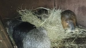 Замело...  Утепляю клетки НУТРИЯМ. 13.12.24