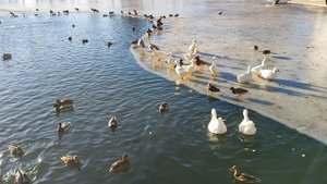 19.01.2025г С Праздником Крещения Всех 👍