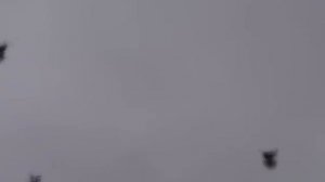 Торцовые голуби. Беликова В.В. 0676416070