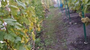 Виноград. На 27е сентября...