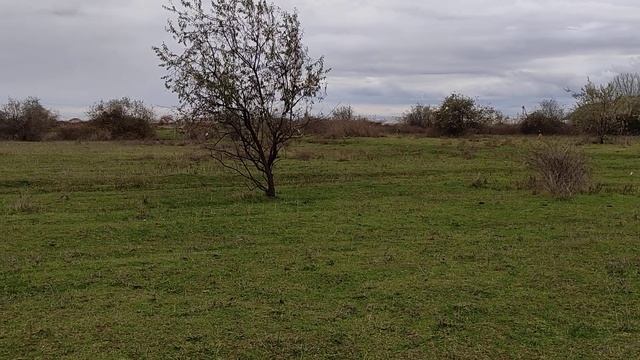 Стая Волкодавов. Гигант Маршал. Широченый Ширхан. смотреть онлайн