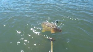 САЗАН ГИГАНТ !!! ДОН 2022 !!!