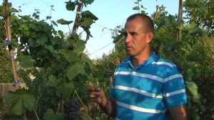 Виноград  Гузаль кара. Сезон 2016 (Grapes Guzal' kara. Season 2016)