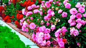 Для пышного и скорого цветения розы разбудите и накормите.