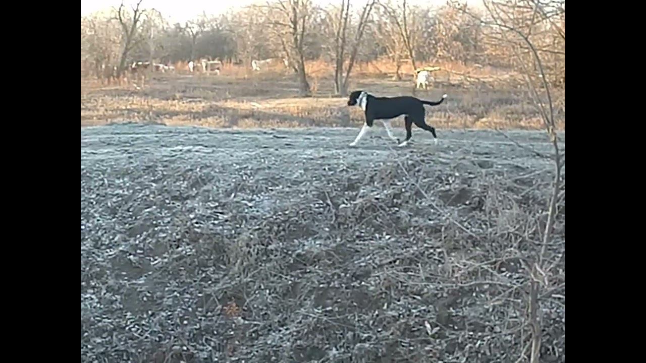 21.12.2024 ЧТО ДЕЛАТЬ? : ЛПХ В ОПАСНОСТИ смотреть онлайн