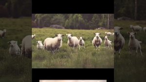 Чтоб пасти народ избранный,
Ты с небес спустился к нам