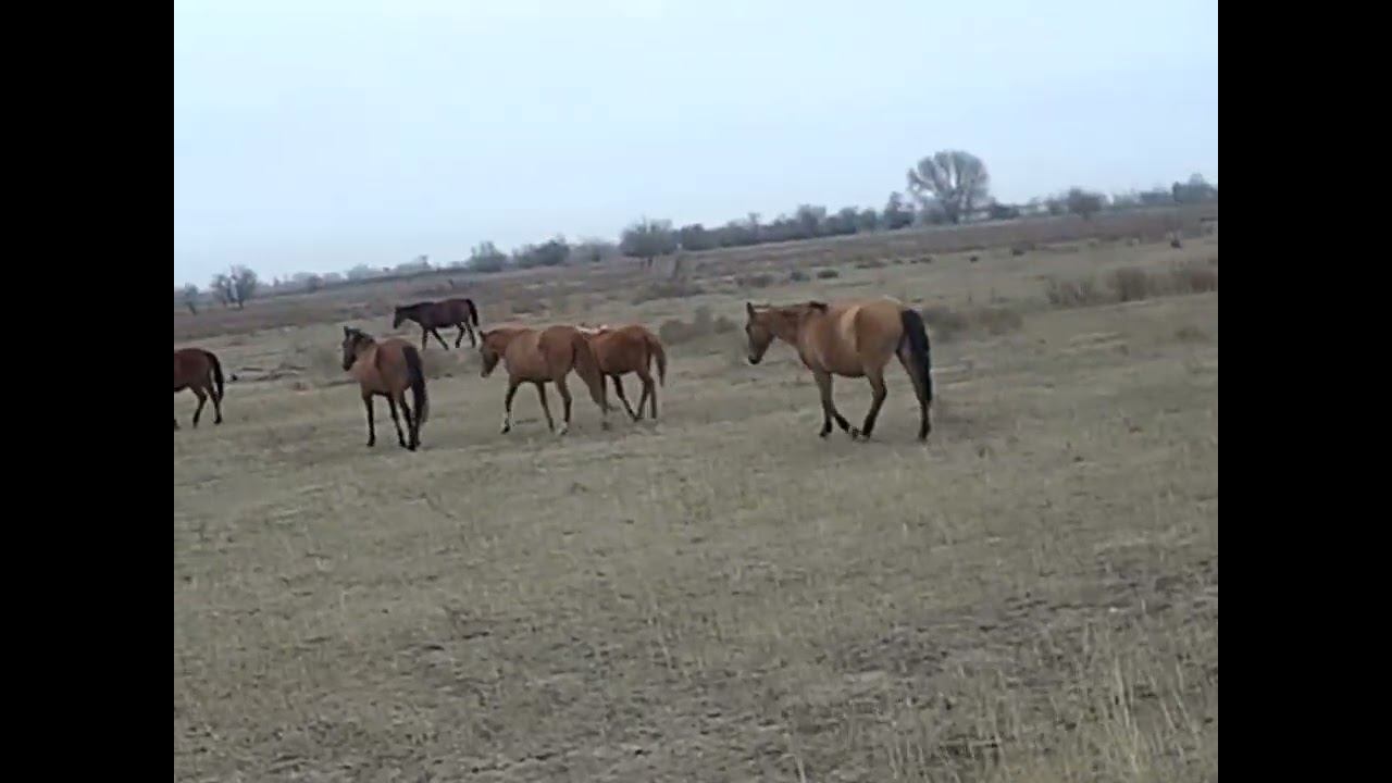 09.01.2025 ЧТО ДЕЛАТЬ? : ЛПХ В ОПАСНОСТИ смотреть онлайн