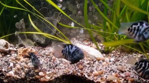 Цихлида Сапфировый попугай или Голубая панда1