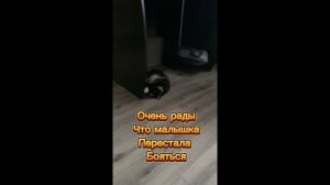 Взяли кошечку #6