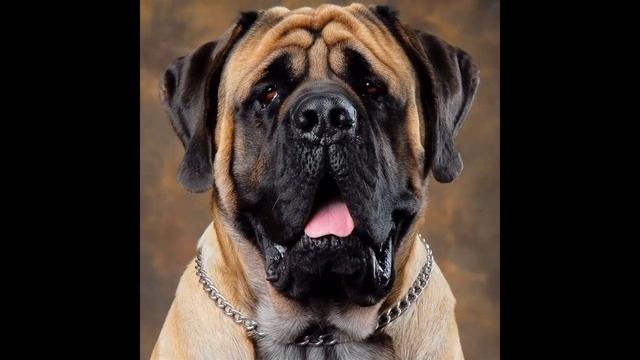 Английский мастиф. English Mastiff. смотреть онлайн