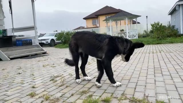 Сладкая собачья доля смотреть онлайн