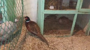 Фазаны, цесарки, перепела. Как поживают?