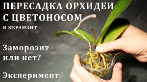 Пересадка Азиатской Орхидеи 2,5 С Цветоносом. Заморозит Или Нет. Эксперимент