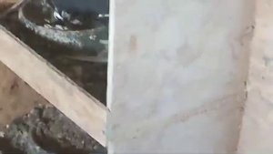 08.05.2024г Армавирские Короткоклювые на продажу, голуби Дмитрия из Подольска Московской области!