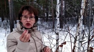 Зимний лес. Берёза. Лечебные свойства