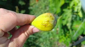 Инжир сорт Святой Мартин