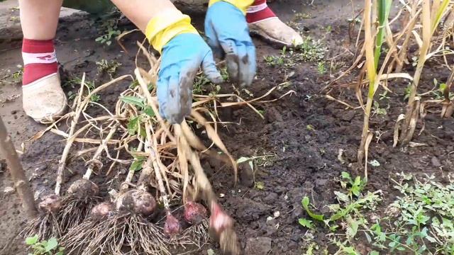 ЧЕСНОК  -  купить в магазине и посадить.... смотрите что получилось....