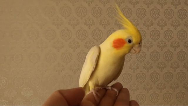 Ручной Папугай смотреть онлайн