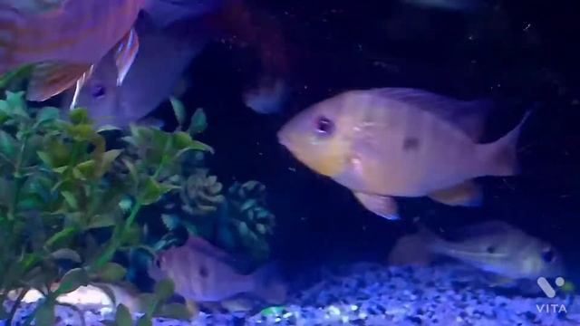 💜Geophagus Winemilleri, Topajos, Balzani 💜