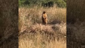 Жестокий байбак